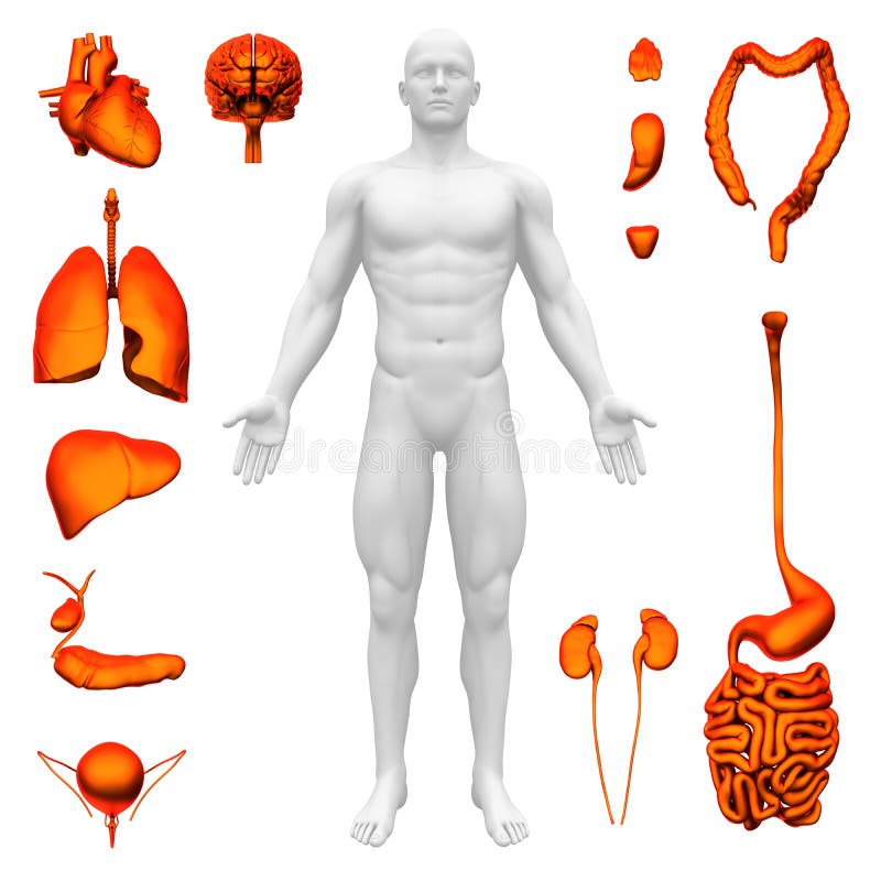 Órganos internos - anatomía humana libre illustration Órganos internos - anatomía humana libre illustration