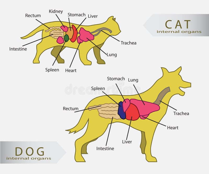 Órganos internos básicos del gato y del perro