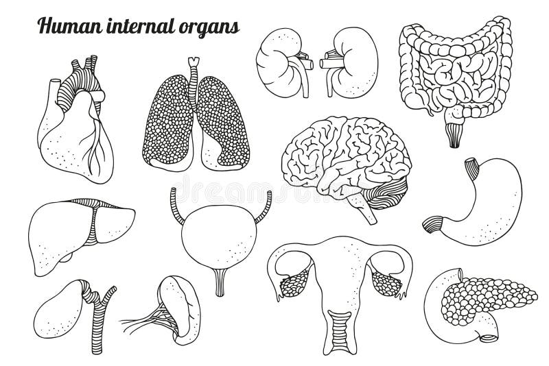 Órganos Internos Humanos Fijados Ilustración Del Vector Ilustración