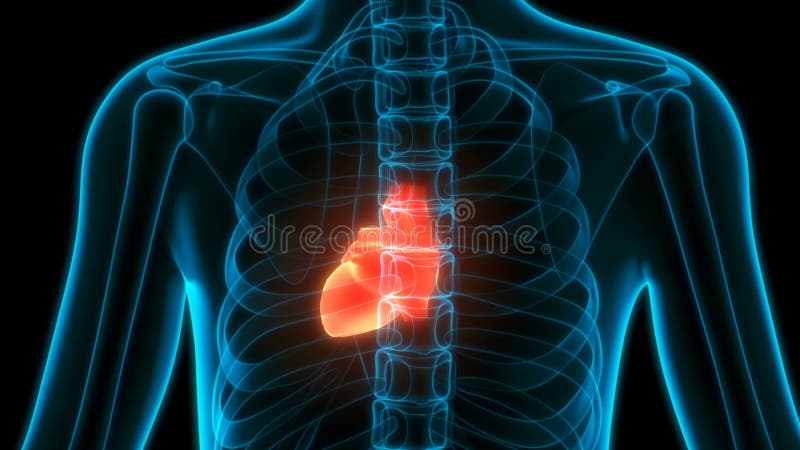 órganos internos humanos sistema circulatorio sistema de escucha de latido anatomía concepto de animación