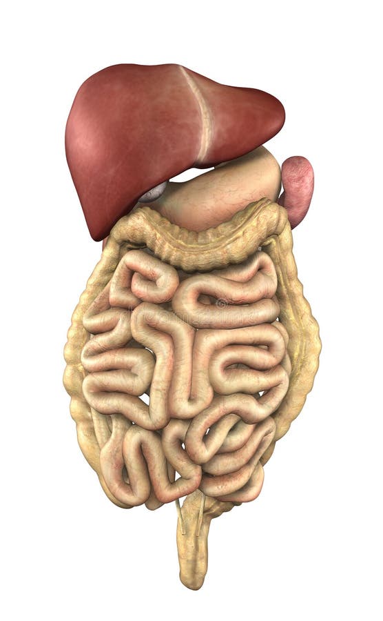 Órganos internos - zona digestiva