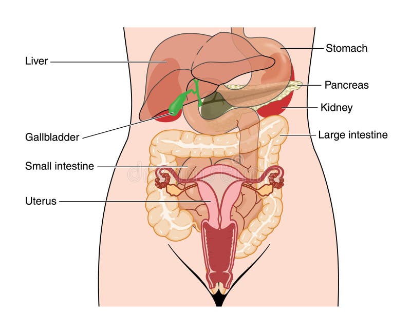Órgãos abdominais. Desenho do abdômen que mostra órgãos abdominais da fêmea, incluindo os intervalos digestivos e o útero