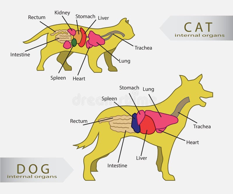 Órgãos internos básicos do gato e do cão ilustração do vetor