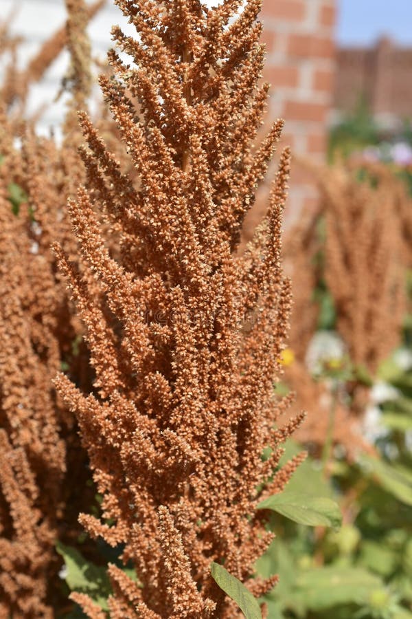 żółty amaranth amaranthus gałęzi w pobliżu ogrodu obrazy royalty free