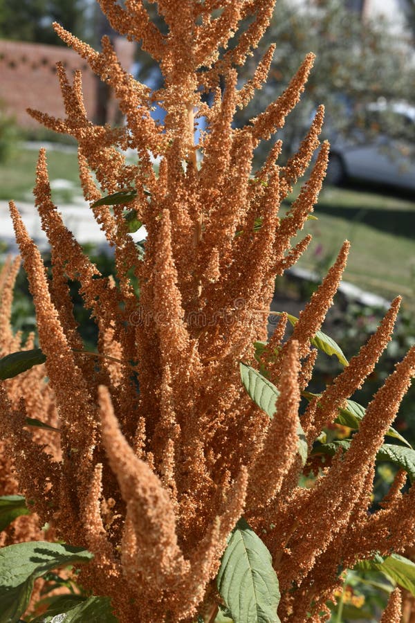 żółty amaranth amaranthus gałęzi w pobliżu ogrodu fotografia stock