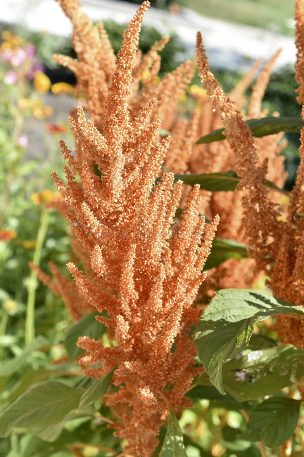 żółty amaranth amaranthus gałęzi w pobliżu ogrodu obrazy stock