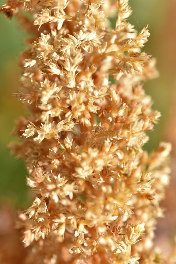 żółty amaranth amaranthus gałęzi w pobliżu ogrodu fotografia stock