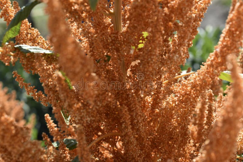 żółty amaranth amaranthus gałęzi w pobliżu ogrodu fotografia stock