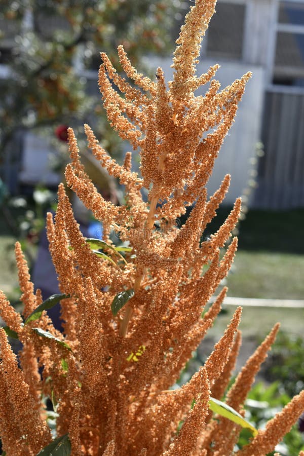 żółty amaranth amaranthus gałęzi w pobliżu ogrodu zdjęcie royalty free