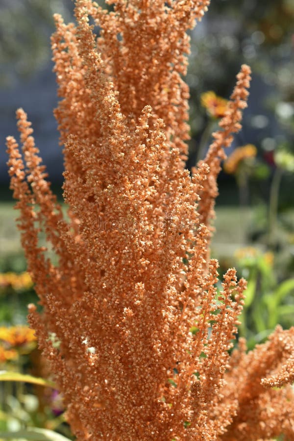 żółty amaranth amaranthus gałęzi w pobliżu ogrodu zdjęcia royalty free