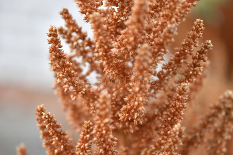 żółty amaranth amaranthus gałęzi w pobliżu ogrodu zdjęcia stock