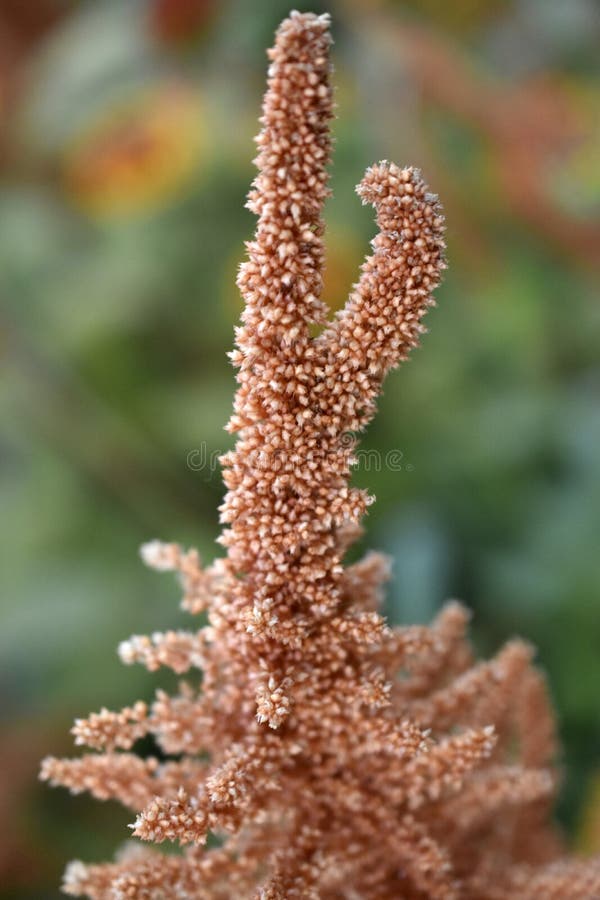 żółty amaranth amaranthus gałęzi w pobliżu ogrodu obrazy stock