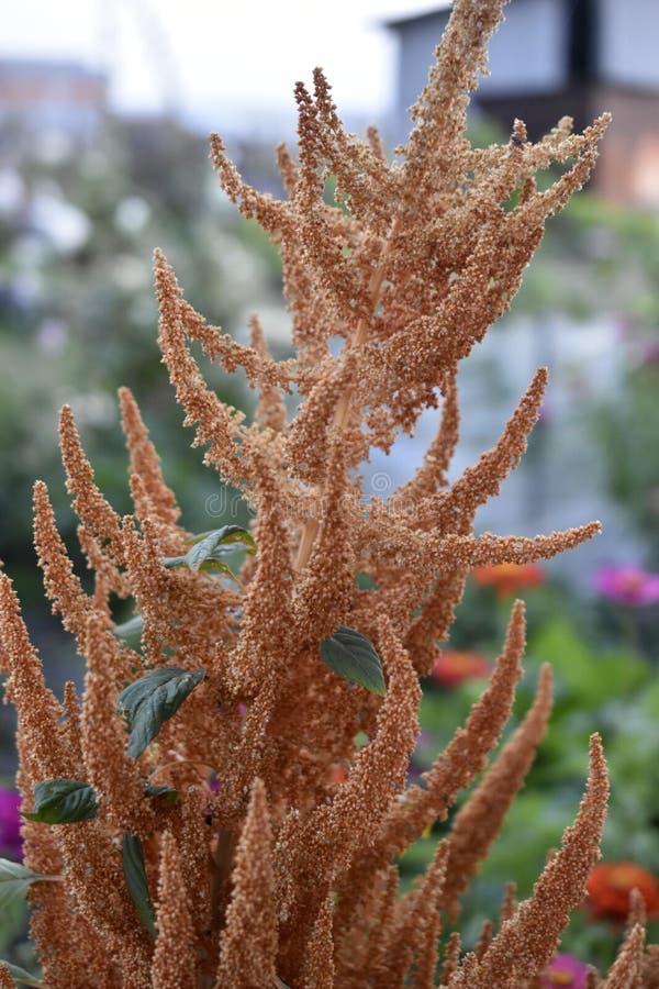 żółty amaranth amaranthus gałęzi w pobliżu ogrodu obraz royalty free