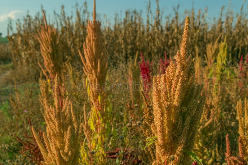 żółta roślina amarantu & x28;Amaranthus obraz stock