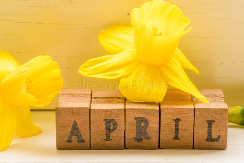 Żółci daffodils w Kwietnia miesiącu