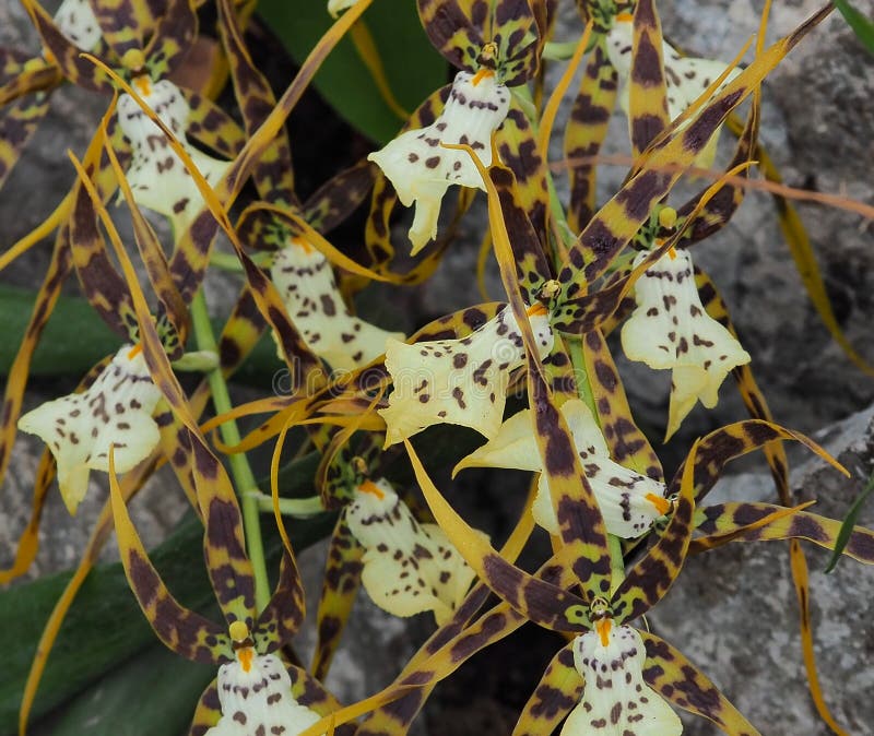 Żółta Czarny I Biały Oncidium orchidea zdjęcie stock Żółta Czarny I Biały Oncidium orchidea zdjęcie stock