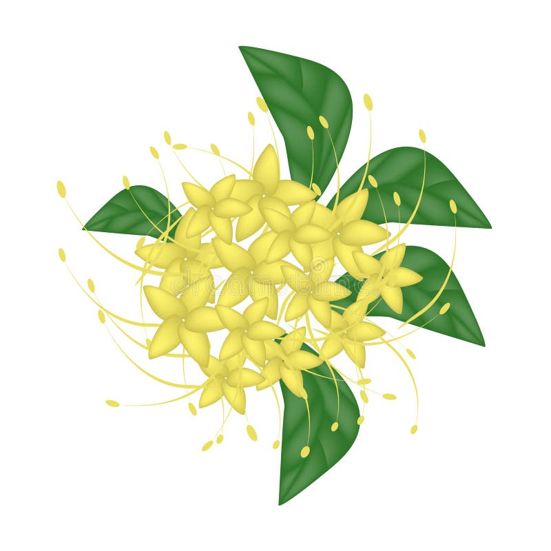 Żółty Bush wierzby kwiat lub Combretum Erythrophyllum kwiat ilustracja wektor Żółty Bush wierzby kwiat lub Combretum Erythrophyllum kwiat ilustracja wektor