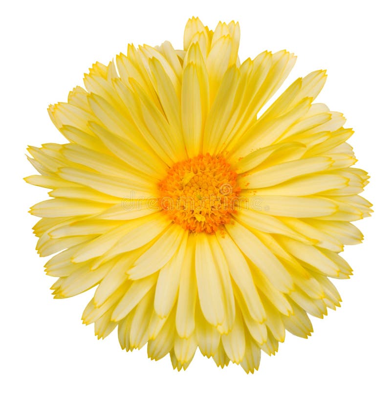 Żółty calendula kwiat