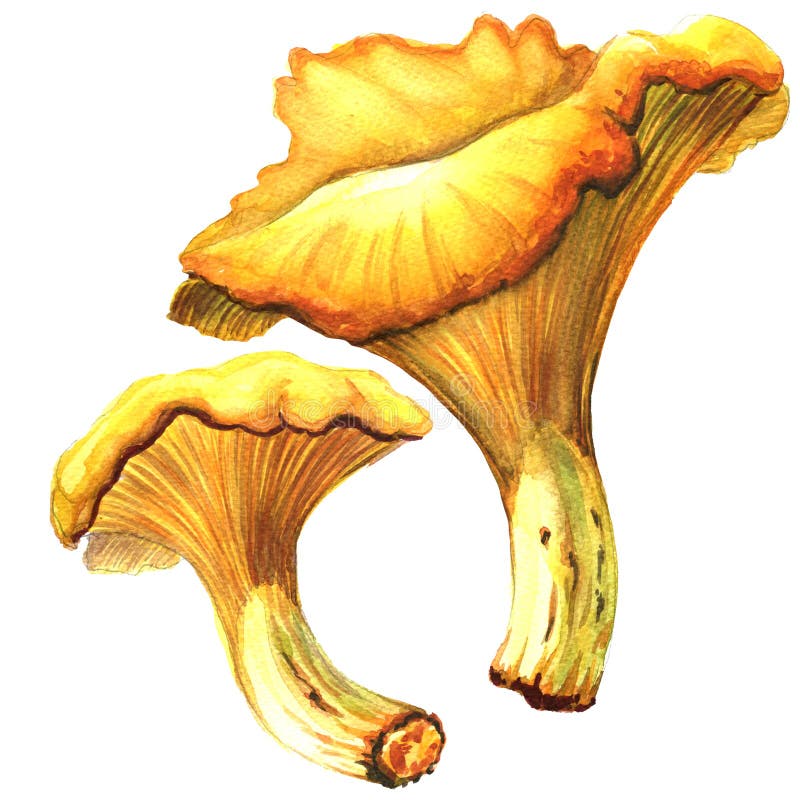 Żółty chanterelle odizolowywający na białym tle ilustracja wektor Żółty chanterelle odizolowywający na białym tle ilustracja wektor