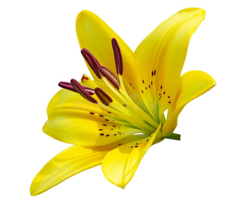 Yellow lily flower isoalted on white background. Yellow lily flower isoalted on white background