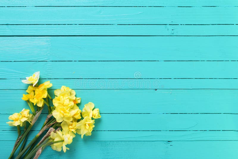 Żółty narcyz lub daffodil kwitniemy na seledynu drewnianym backg zdjęcia royalty free Żółty narcyz lub daffodil kwitniemy na seledynu drewnianym backg zdjęcia royalty free