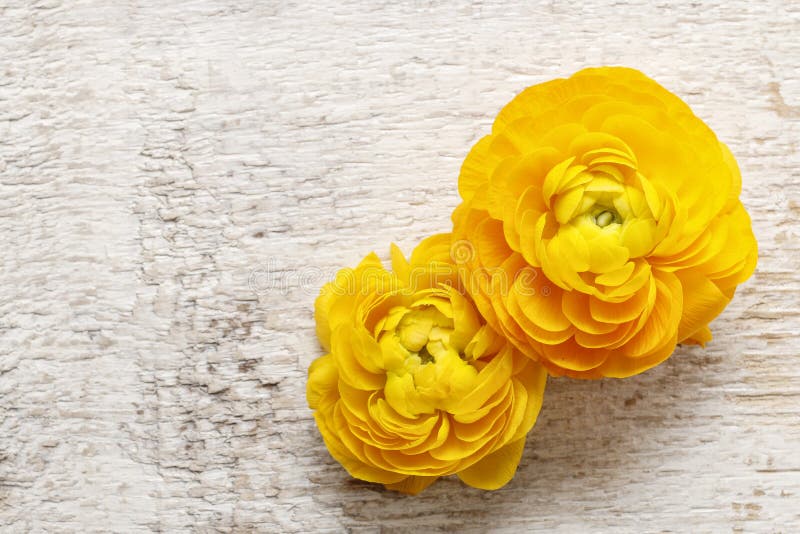 Żółty perski jaskier kwitnie na drewnianym backgrou (ranunculus) obrazy royalty free Żółty perski jaskier kwitnie na drewnianym backgrou (ranunculus) obrazy royalty free