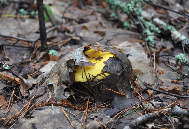 Żółty Russula vesca, znać pospolitymi imionami uzębiony Russula lub flirt pieczarkowa lasowa tapeta Pieczarkowy polowanie zdjęcie stock