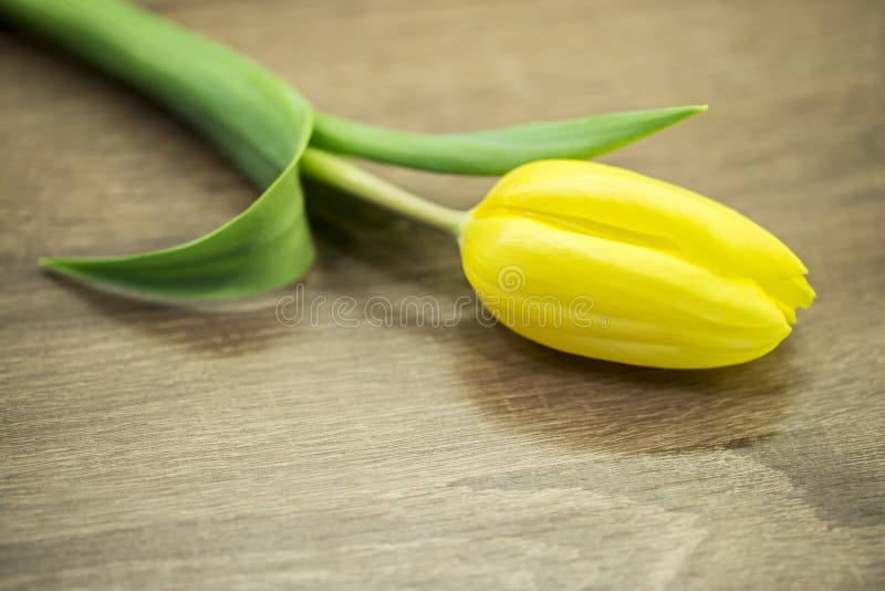 Żółty tulipanowy okwitnięcie obraz stock Żółty tulipanowy okwitnięcie obraz stock