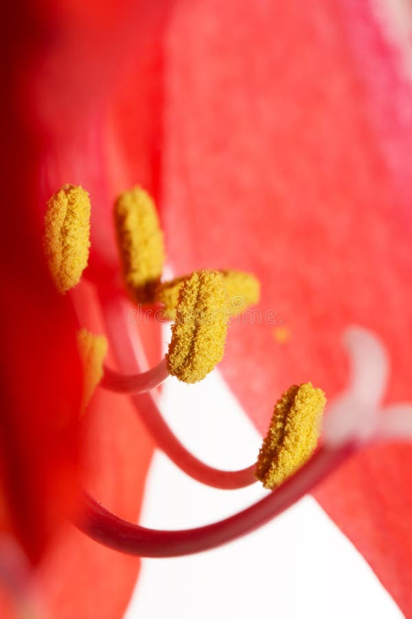 Żółtych stamens czerwony kwiat zdjęcie royalty free Żółtych stamens czerwony kwiat zdjęcie royalty free