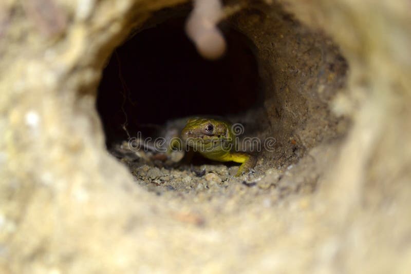 Ödla i en tunnel i gounden royaltyfri fotografi Ödla i en tunnel i gounden royaltyfri fotografi