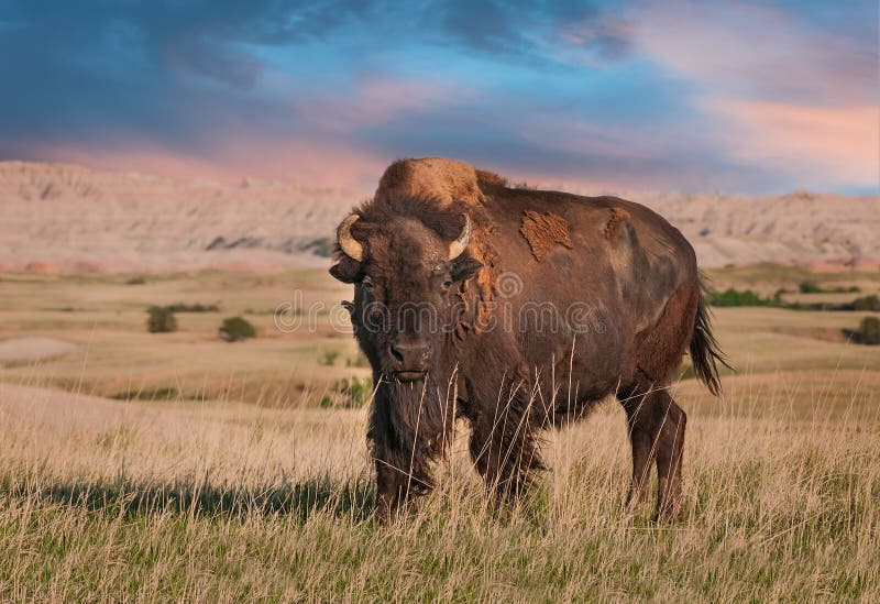 Ödland-amerikanischer Bison Bull