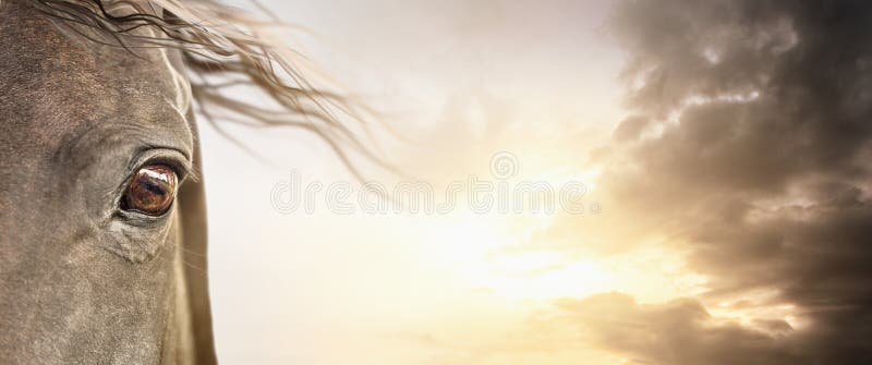 Öga av hästen med man på molnig himmel, baner