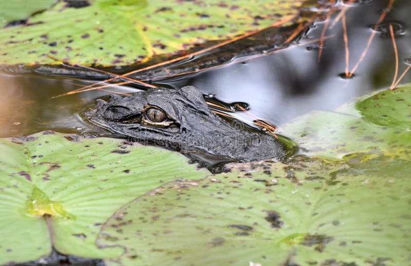 Ögonen från ung american alligator lurar under vatten i okefenokesvampgeorgia royaltyfri bild