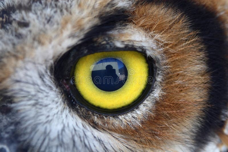 ögonowl arkivbild ögonowl arkivbild