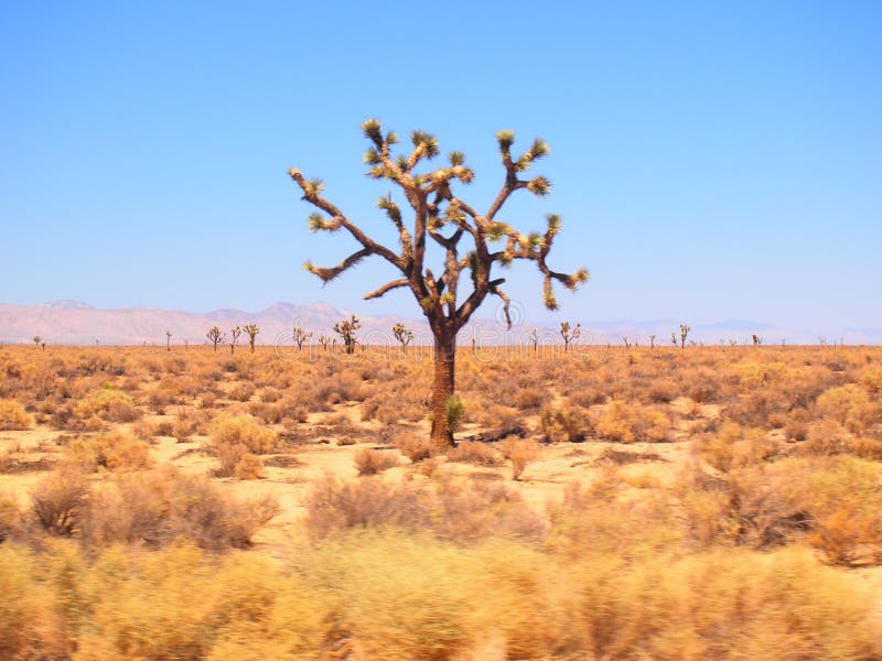 Desert cactus tree encounter along highway 101. Desert cactus tree encounter along highway 101