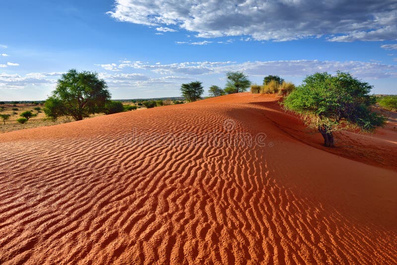 Beautiful landscape in Kalahari with big red dune and bright colours at sunset time. Beautiful landscape in Kalahari with big red dune and bright colours at sunset time