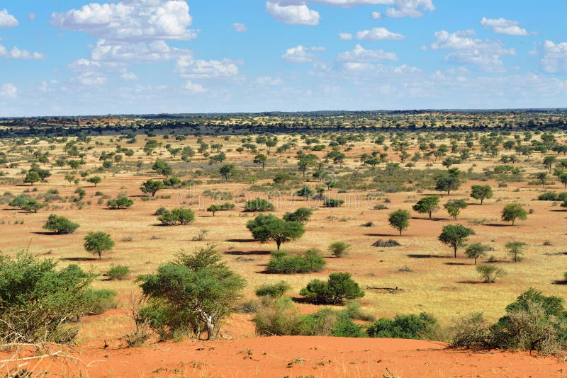 Lovely landscape in Kalahari with acacia trees and bright colours at sunset time. Lovely landscape in Kalahari with acacia trees and bright colours at sunset time