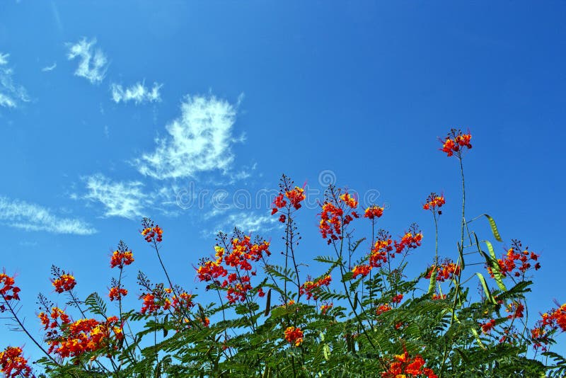 Bright orange Blooms with a desert sky. Bright orange Blooms with a desert sky.