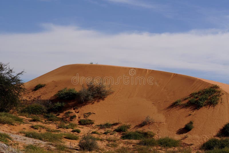 The Kalahari desert had the best rain season in 25 years. The Kalahari desert had the best rain season in 25 years.