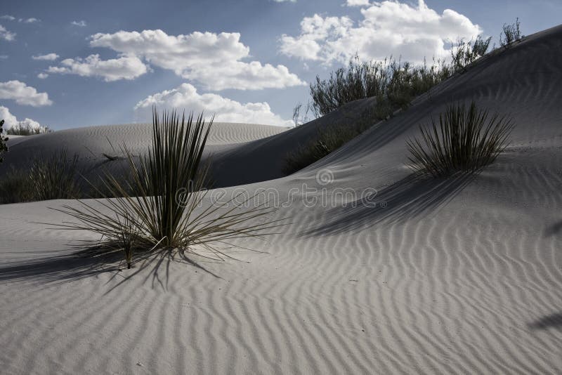 Desert Flora White Sands New Mexico USA. Desert Flora White Sands New Mexico USA