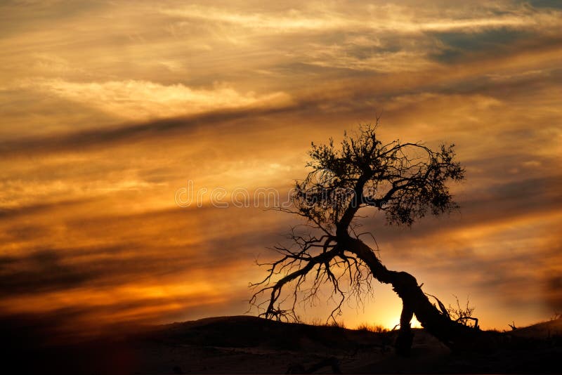 Tree silhouetted against a setting sun, Kalahari desert, South Africa. Tree silhouetted against a setting sun, Kalahari desert, South Africa