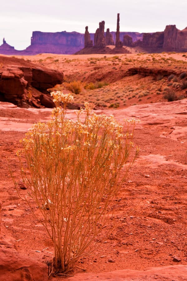 Desert plant with Totem Pole and Yei Bi Chei in the background. Desert plant with Totem Pole and Yei Bi Chei in the background.