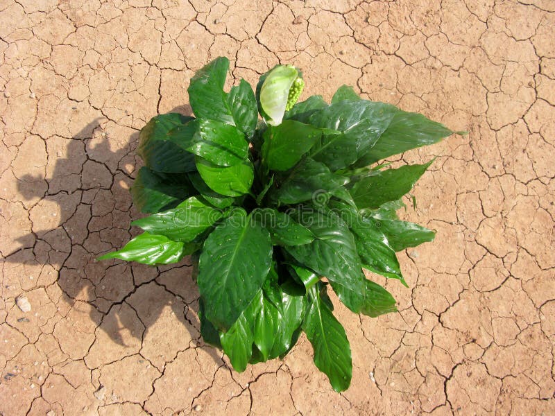 Nature growth over desert arid. Nature growth over desert arid