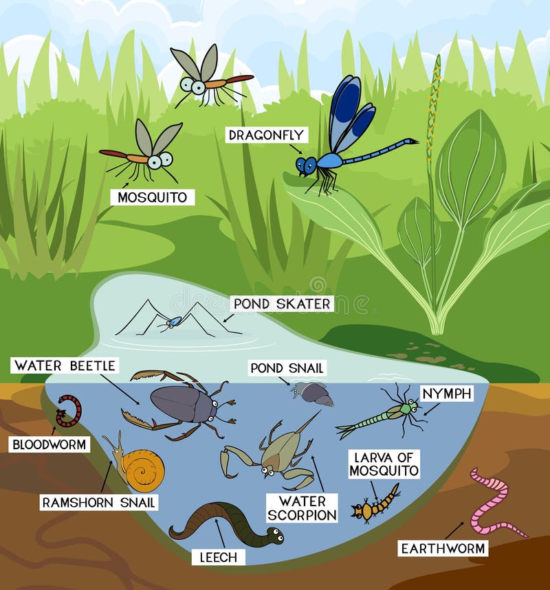 Ökosystem Teich. Insekten Und Andere Tiere Der Rückgratlosen Tiere in