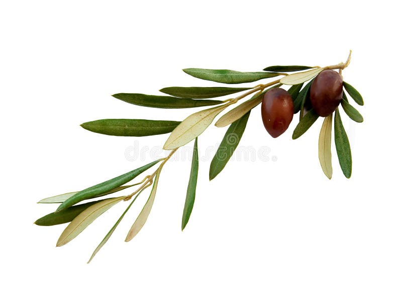 Olivenzweig mit grünen Blättern auf weiß