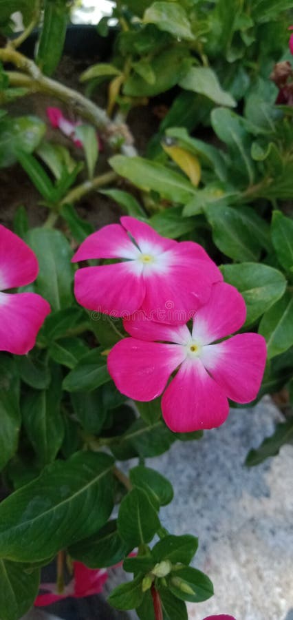 ömtålig rosa blomma av naturen arkivfoto