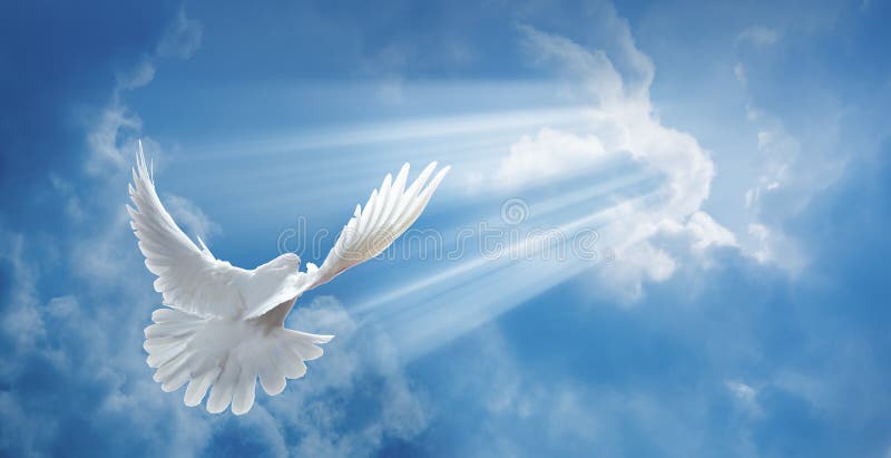 Dove in the air with wings wide open in-front of the sun. Dove in the air with wings wide open in-front of the sun