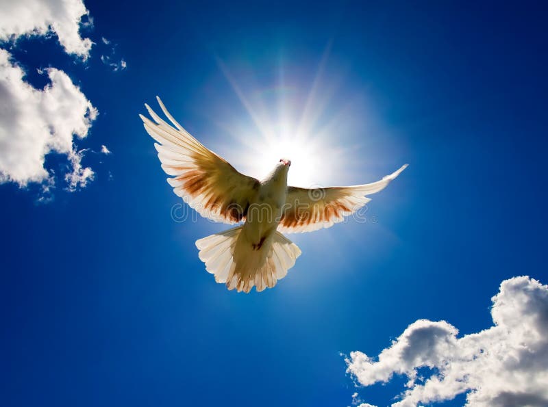 Dove in the air with wings wide open in-front of the sun. Dove in the air with wings wide open in-front of the sun