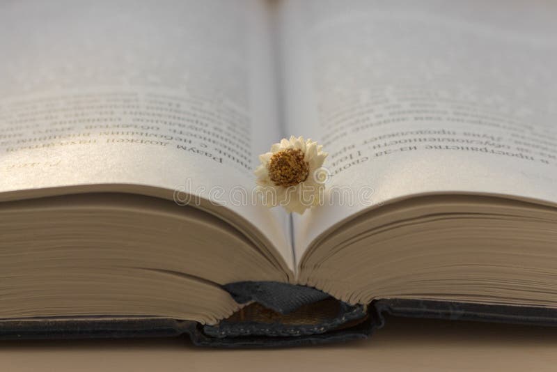 Öppna den blåa boken med den vit red ut blomman på den vita trätabellen Utbildning och lärabegrepp Litteraturbakgrund royaltyfri fotografi Öppna den blåa boken med den vit red ut blomman på den vita trätabellen Utbildning och lärabegrepp Litteraturbakgrund royaltyfri fotografi