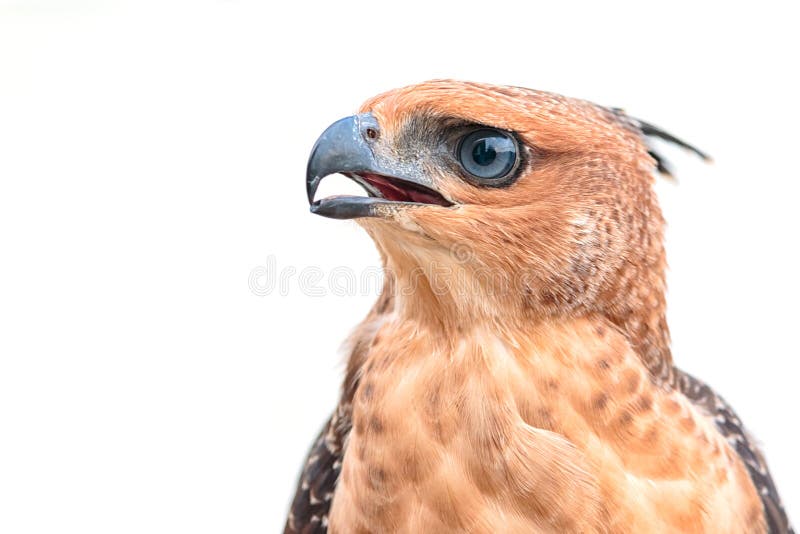 Örn för hök för krönad goshawk- eller Accipitertrivirgatus vit tropisk asiatisk royaltyfri bild Örn för hök för krönad goshawk- eller Accipitertrivirgatus vit tropisk asiatisk royaltyfri bild